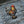 Load image into Gallery viewer, Proud Cockerel Rooster Patch - PATCHERS Iron on Patch