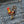 Load image into Gallery viewer, Rooster Cockerel Patch - PATCHERS Iron on Patch