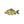 Load image into Gallery viewer, Mirror Carp Fish Pin Badge - PATCHERS Pin Badge
